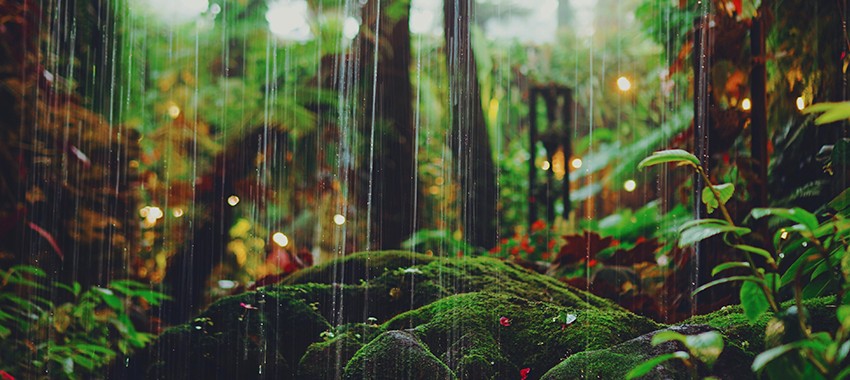 4 Products to Help Save the Rainforests