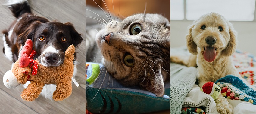 6 Purr-fect Products for Keeping Pets Occupied at Home